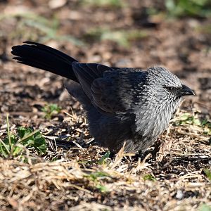Apostlebird