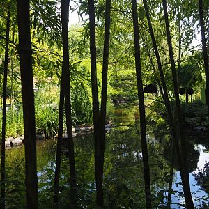 Chinese garden area, seen through bamboos, 2024-06-30