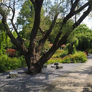 Chinese garden, 2024-06-30