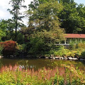 Chinese garden, 2024-06-30