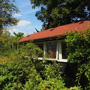 Chinese garden - Michie's tufted deer stable, 2024-06-30