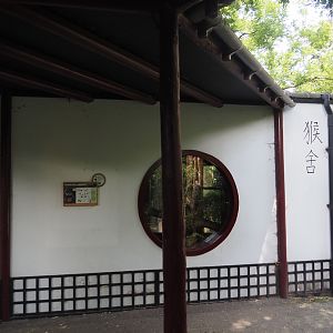 François's langur viewing window, 2024-06-30