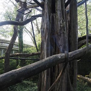 François's langur outdoor exhibit, 2024-06-30
