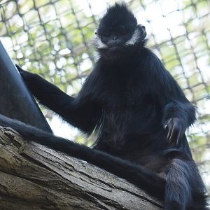François's langur (Trachypithecus francoisi), 2024-06-30