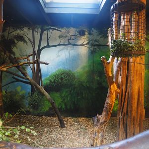 François's langur indoor exhibit, 2024-06-30