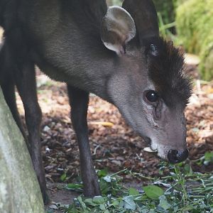 Michie's tufted deer (Elaphodus cephalophus michianus), 2024-06-30