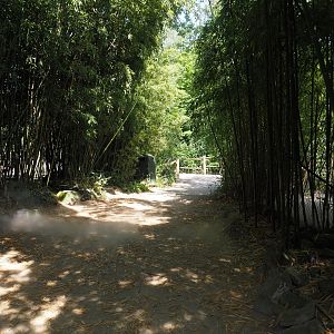 Walkway with bamboos and mist in the Asian swamp area, 2024-06-30