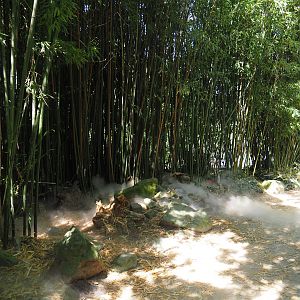 Bamboos and mist in the Asian swamp area, 2024-06-30