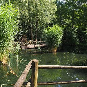 View in the Asian swamp area, 2024-06-30