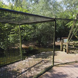 Asian swamp area - White-naped crane, Little egret and Black-crowned night heron aviary, 2024-06-30