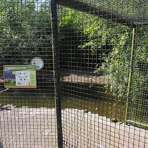 Asian swamp area - White-naped crane, Little egret and Black-crowned night heron aviary, 2024-06-30