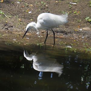 Little egret (Egretta garzetta garzetta), 2024-06-30