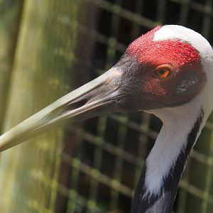 White-naped crane (Antigone vipio), 2024-06-30