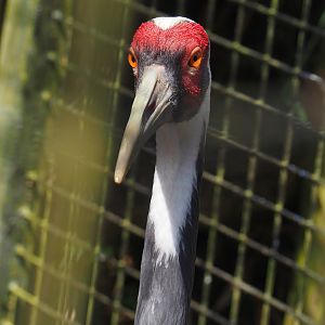 White-naped crane (Antigone vipio), 2024-06-30
