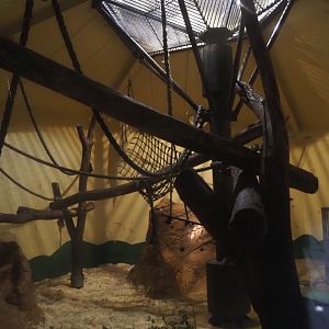 Sulawesi crested macaque indoor housing, 2024-06-30