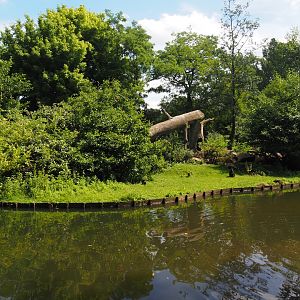 Sulawesi crested macaque island, 2024-06-30