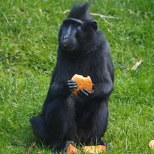 Sulawesi crested macaque (Macaca nigra), 2024-06-30