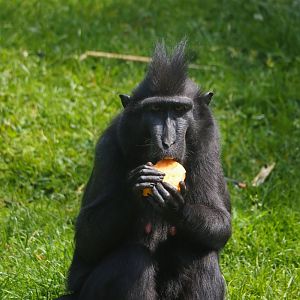 Sulawesi crested macaque (Macaca nigra), 2024-06-30