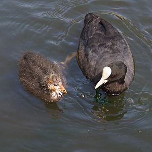 Wild Eurasian coot with chick (Fulica atra), 2024-06-30
