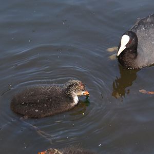 Wild Eurasian coot with chick (Fulica atra), 2024-06-30