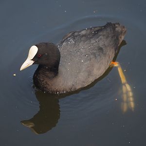 Wild Eurasian coot (Fulica atra), 2024-06-30