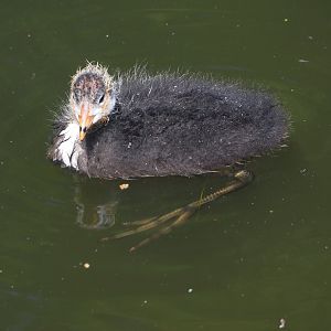 Wild Eurasian coot chick (Fulica atra), 2024-06-30