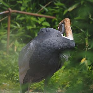 Subadult White-naped crane (Antigone vipio), 2024-06-30