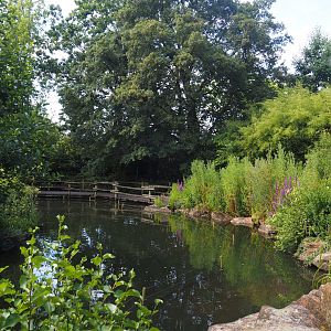 Walkway and vegetation in the Asian swamp area, 2024-06-30