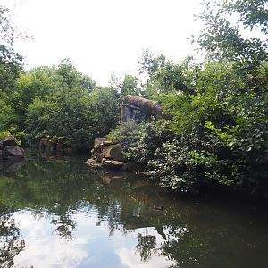 Sulawesi crested macaque island, 2024-06-30