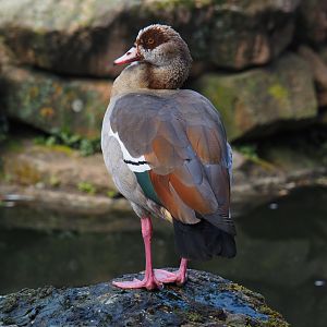 Wild introduced Egyptian goose (Alopochen aegyptiacus), 2024-06-30