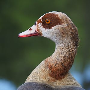 Wild introduced Egyptian goose (Alopochen aegyptiacus), 2024-06-30