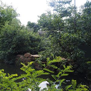 Sulawesi crested macaque island, 2024-06-30