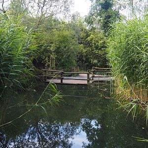 Walkway in the Asian swamp area, 2024-06-30