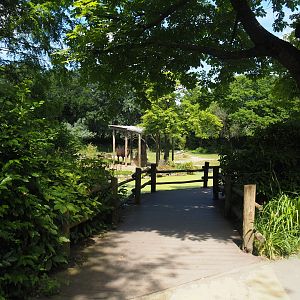 Domestic Bactrian camel steppe viewing area, 2024-06-30