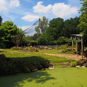 Domestic Bactrian camel steppe, 2024-06-30
