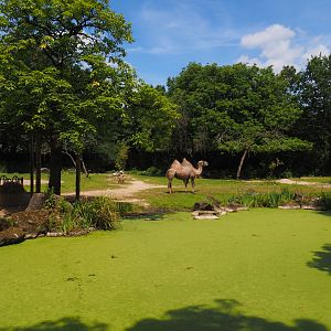 Domestic Bactrian camel steppe, 2024-06-30