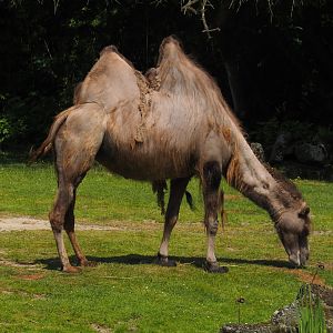 Domestic Bactrian camel (Camelus bactrianus), 2024-06-30