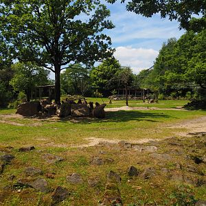 Domestic Bactrian camel steppe, 2024-06-30