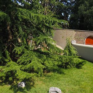 Red panda and Michie's tufted deer exhibit (Renovated historical mountain animal rock), 2024-06-30
