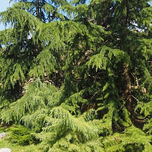 Red panda and Michie's tufted deer exhibit (Renovated historical mountain animal rock), 2024-06-30