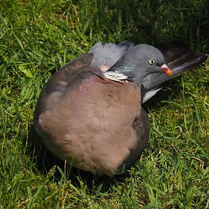 Wild Common wood pigeon (Columba palumbus), 2024-06-30