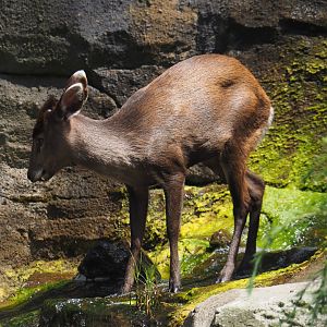 Michie's tufted deer (Elaphodus cephalophus michianus), 2024-06-30