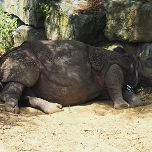 Indian rhinoceros (Rhinoceros unicornis) with a wild Eurasian magpie (Pica pica), 2024-06-30