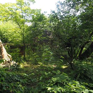Second red panda exhibit, 2024-06-30