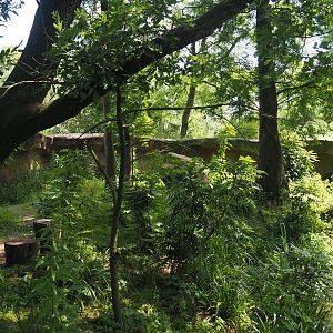 Second red panda exhibit, 2024-06-30