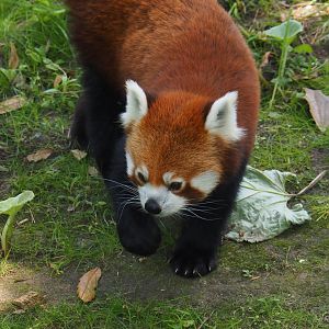 Nepalese red panda (Ailurus fulgens), 2024-06-30