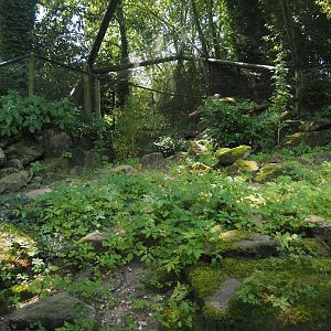 Siberian Pallas's cat exhibit, 2024-06-30