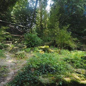 Siberian Pallas's cat exhibit, 2024-06-30