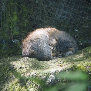 Siberian Pallas's cat (Otocolobus manul manul), 2024-06-30