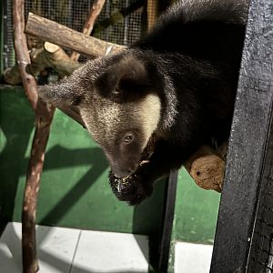 Ursine Tree Kangaroo - Faunaland Off-Show Zoo & Wildlife Breeding Centre